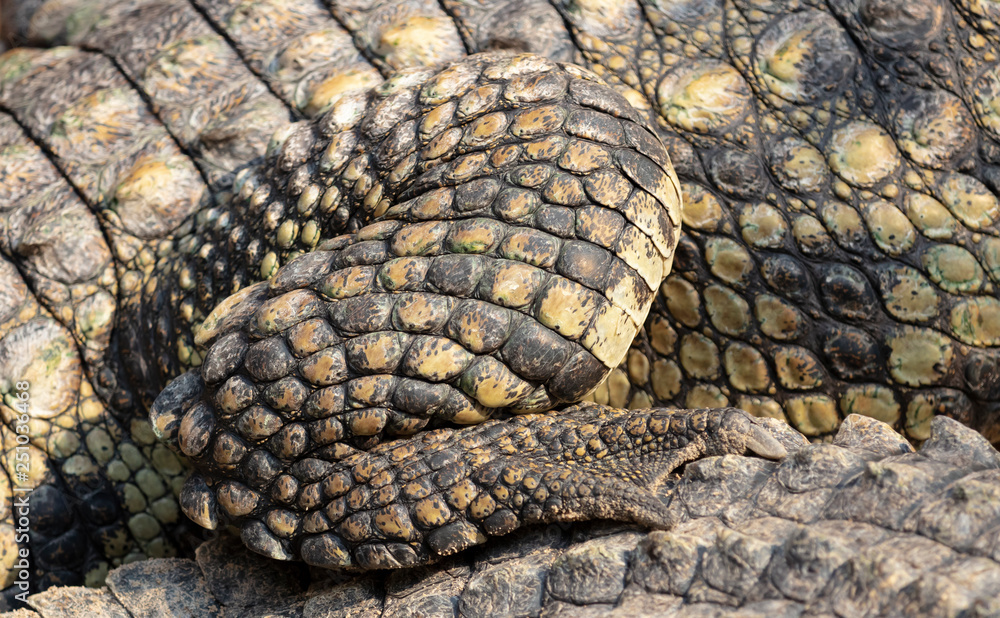 Fototapeta premium Krokodil Hinterfuß