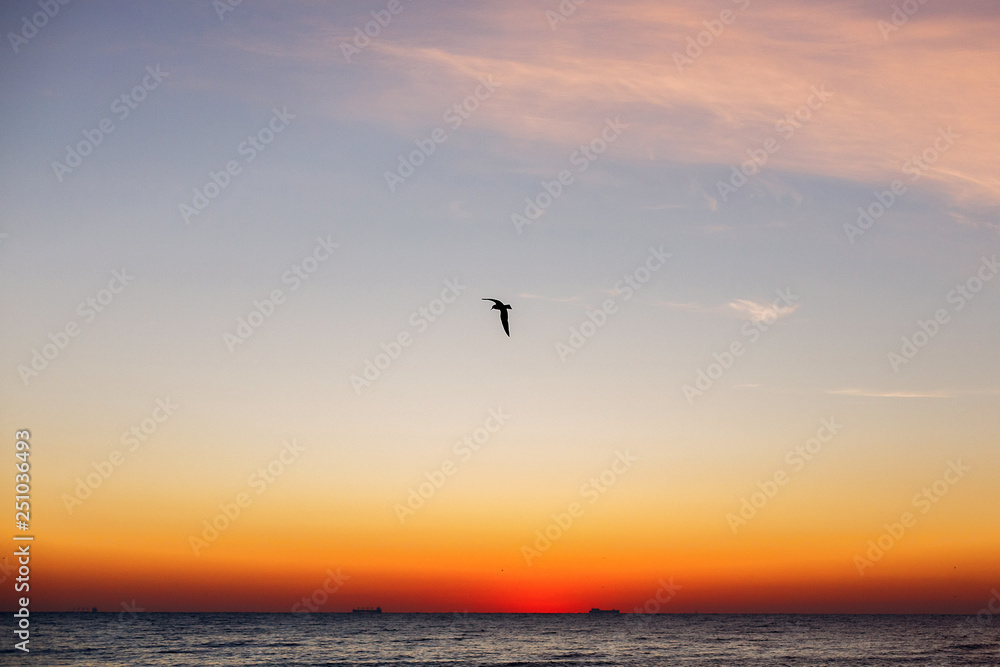 Beautiful view of seagulls flying in sky at sunrise in sea. Birds in colorful sky during sun rise, atmospheric moment. Sunset, dusk or dawn horizon in ocean. Summer vacation on tropical island