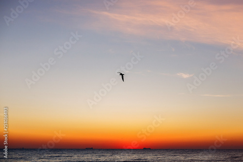 Beautiful view of seagulls flying in sky at sunrise in sea. Birds in colorful sky during sun rise, atmospheric moment. Sunset, dusk or dawn horizon in ocean. Summer vacation on tropical island