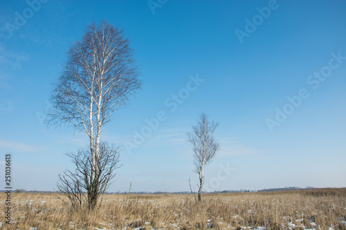 Two birches in the meadow with dry grasses, snow and blue sky