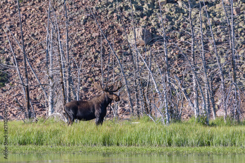 Shiras Moose in Colorado. Shiras are the smallest species of Moose in North America