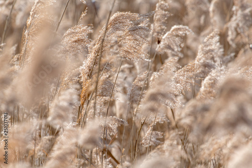 Dried reed with selective focus and blurred areas