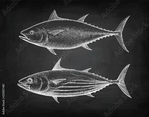 Chalk sketch of tuna.