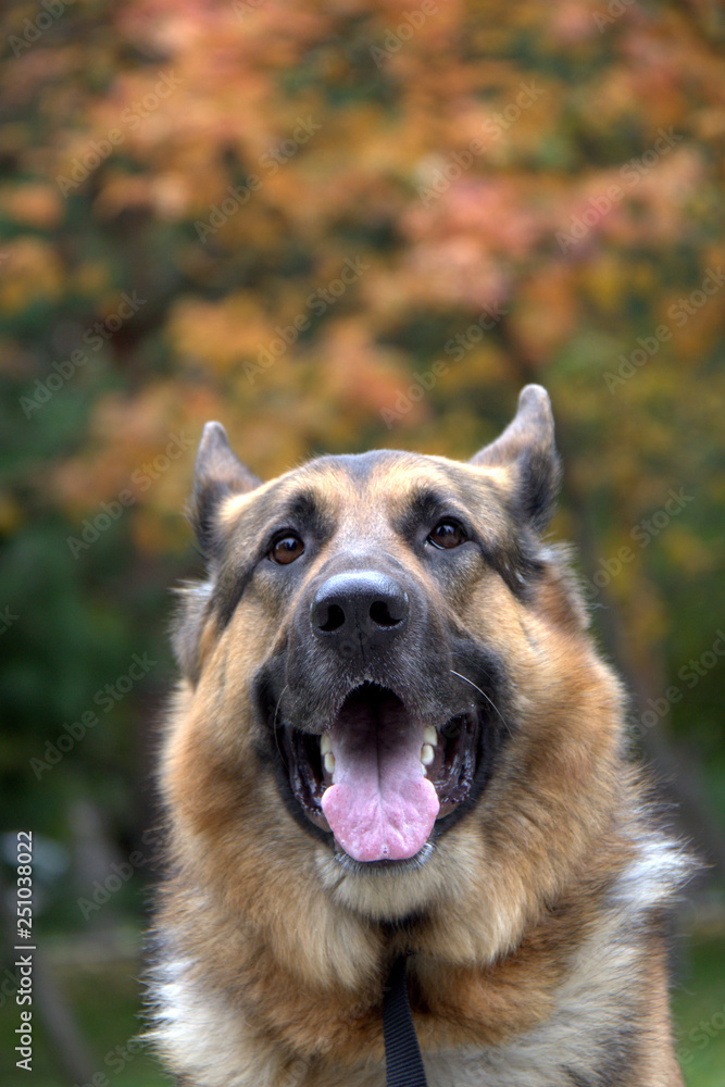 Fototapeta premium portrait of a dog