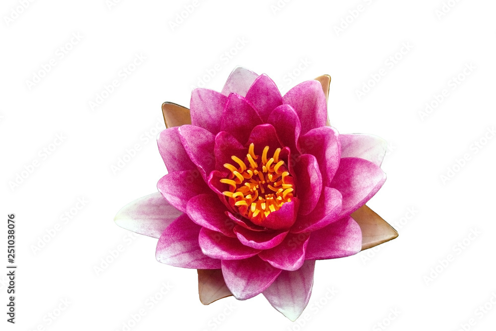 Obraz premium Pink Water lily isolated on white background