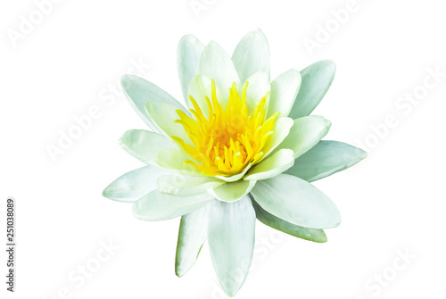 White Water lily isolated on white background