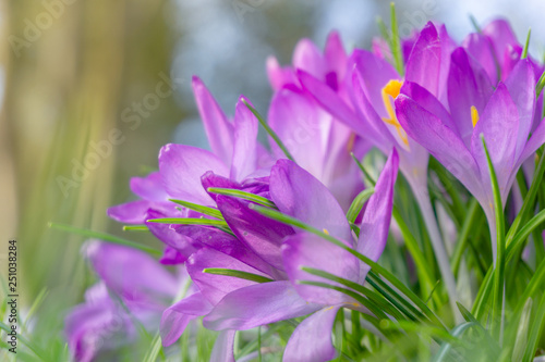 Bl  hender Krokus auf gr  ner Wiese. Pinker Krokus im Morgenlicht. Bl  hender Krokus.