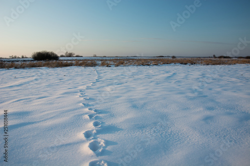 Traces of animals on the snow