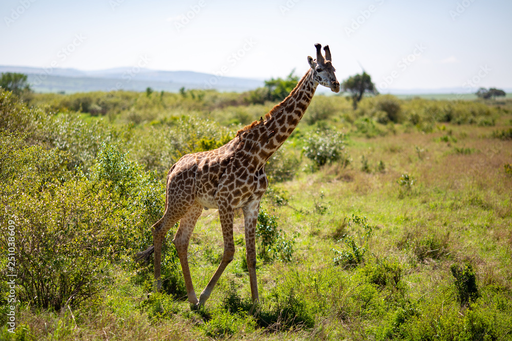 Obraz premium giraffe in africa
