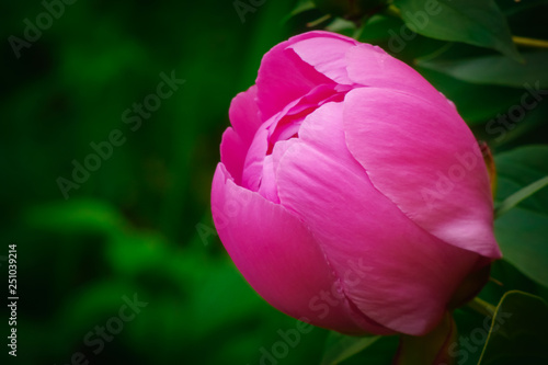 Pink peony flower head on green natural background with lots of copy space on the left side. photo