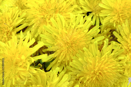 A bunch of beautiful dandelions flowers background. Springtime nature.