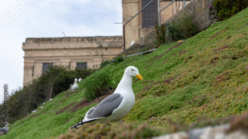 seagull on post