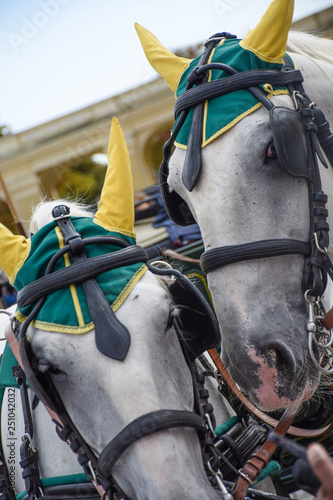 Beautifull white horses and carriage tradition, in Vienna, Austria © Thiago