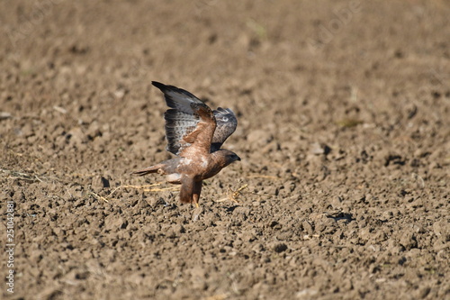 Steppe Buzzards (Buteo buteo vulpinus) 