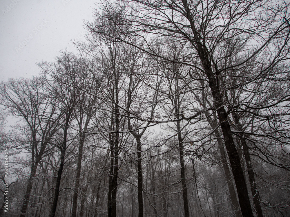 trees with a coating of snow in winter trees with a coating of snow in winter
