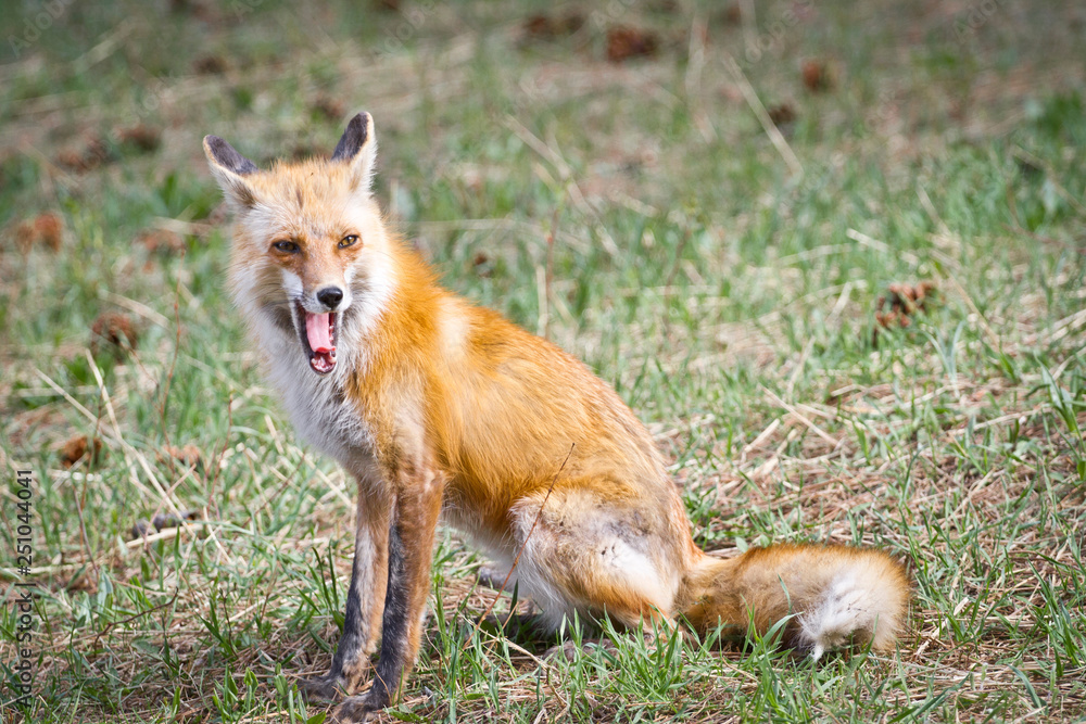 Fototapeta premium red fox vulpes vulpes