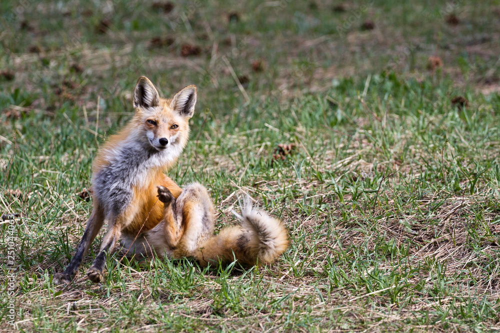 red fox in the forest red fox in the forest