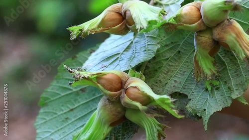 Green natural hazelnut 