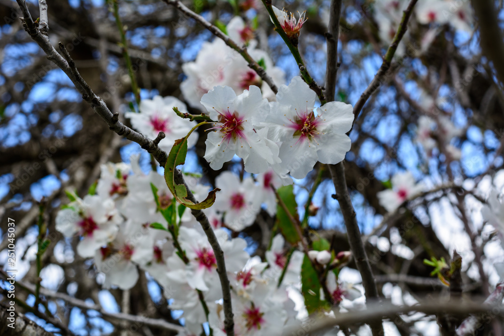 flowering almond branch on tree closeup in botanical garden in israel flowering almond branch on tree closeup in botanical garden in israel