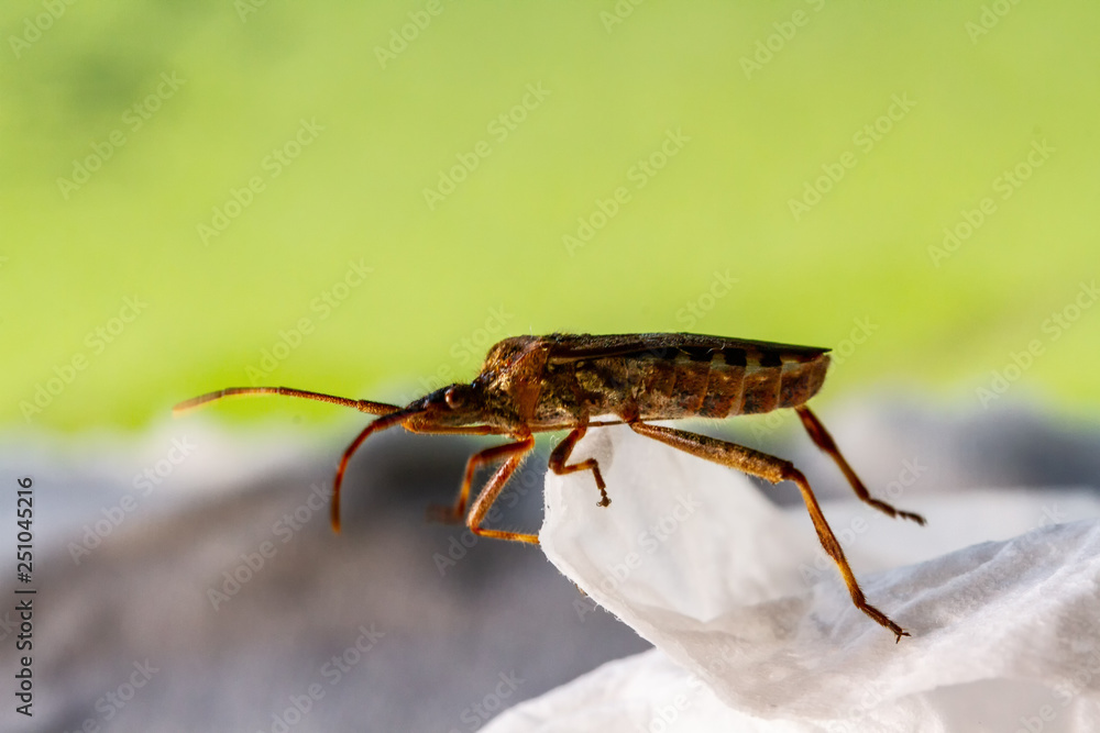 Naklejka premium Insect