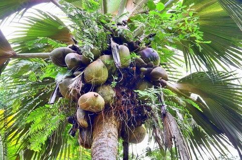 Coco de Mer palmtree on the Seychelles island photo