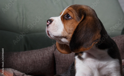 beagle on a white background
