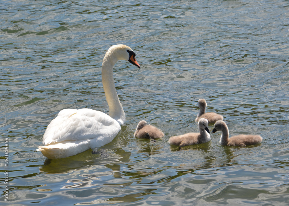 Fototapeta premium mother swan controls her little ones