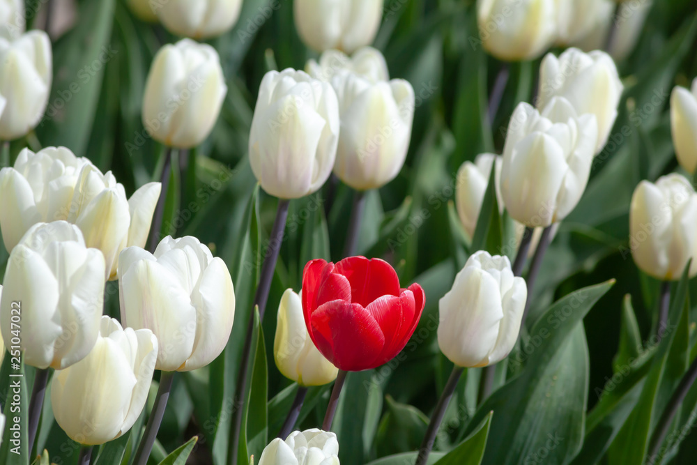 Dissimilar red tulip flower head over white flowes field