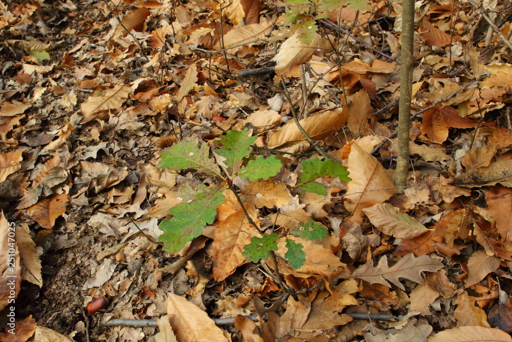 Oak at an early age Oak at an early age