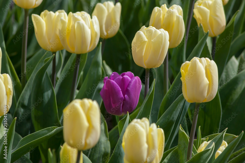 Lonely tulip concept