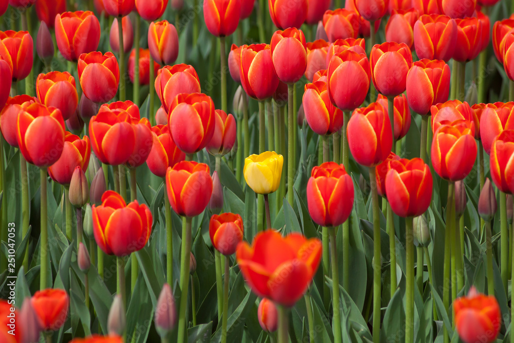 Individualist tulip concept