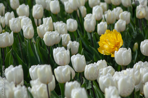 Obraz na płótnie Yellow tulip hed over white tulips field background w salonie
