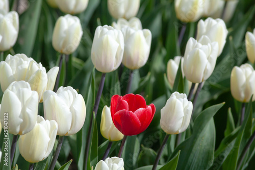 Obraz na płótnie Dissimilar red tulip flower head over white flowes field w salonie