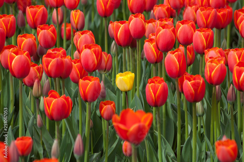 Obraz na płótnie Individualist tulip concept w salonie