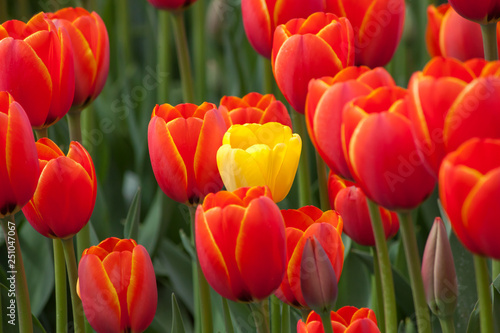 Obraz na płótnie Individualist tulip concept w salonie