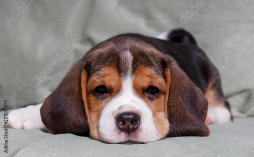 beagle in front of white background