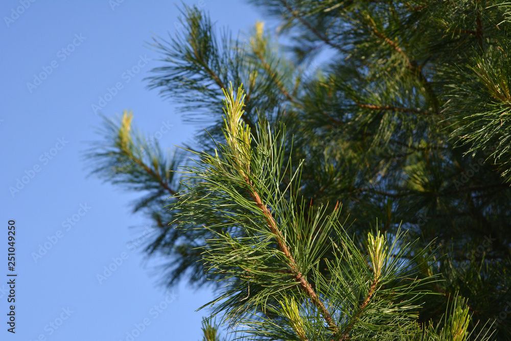 Cedar branches with  young shoots against clear blue sky in spring.
