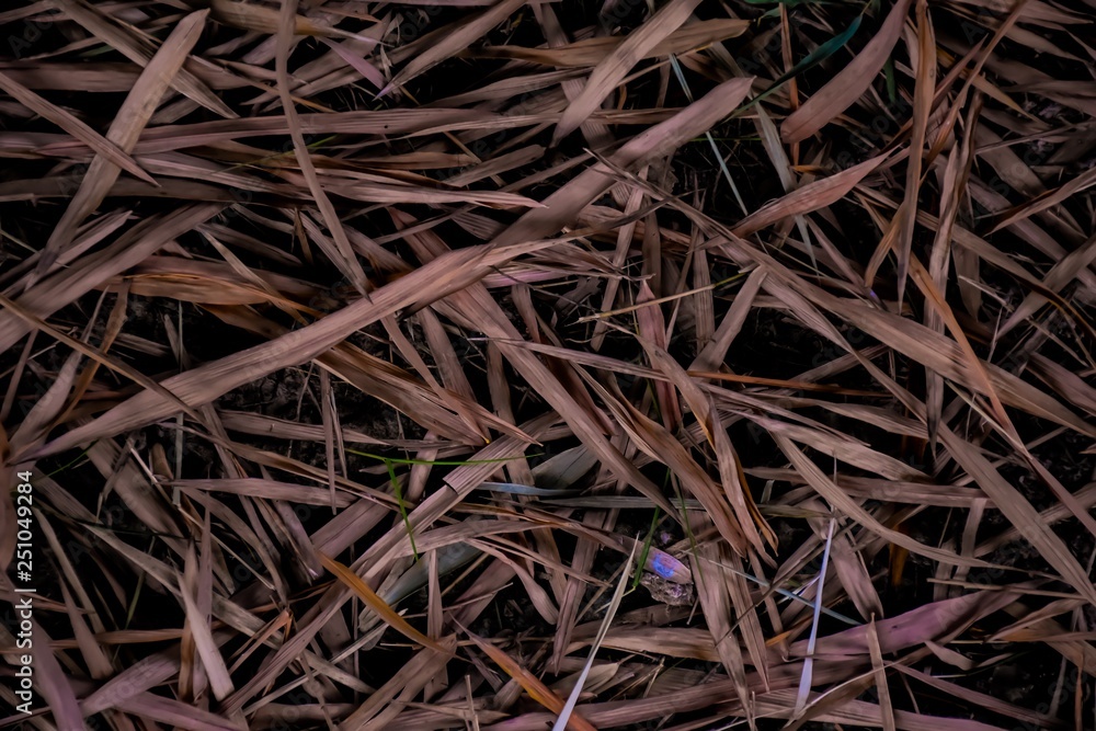 Background of dry leaves. Background of dry leaves.