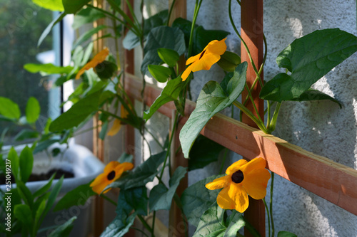 Blooming Thunbergia on wooden trellis on the balcony. Black-eyed Susan vine plant with orange flowers in sunny day.
