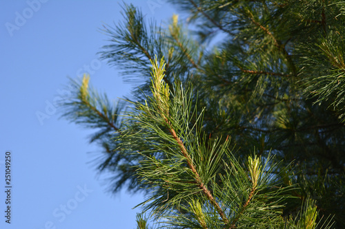 Cedar branches with  young shoots against clear blue sky in spring.