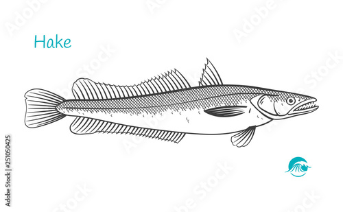 Hake hand-drawn illustration