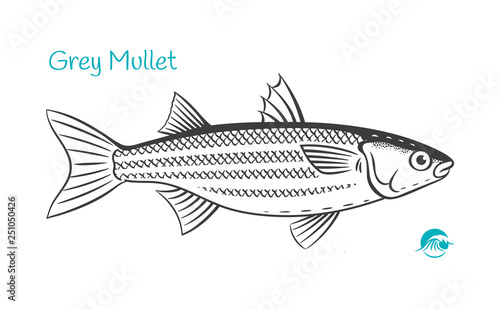 Grey Mullet hand-drawn illustration