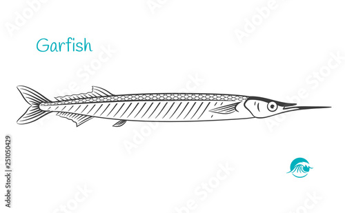 Garfish sea needle hand-drawn illustration