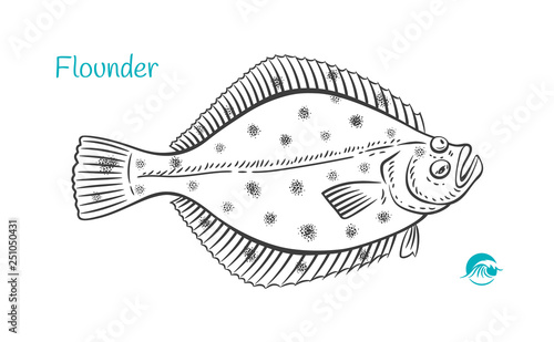 Flounder hand-drawn illustration