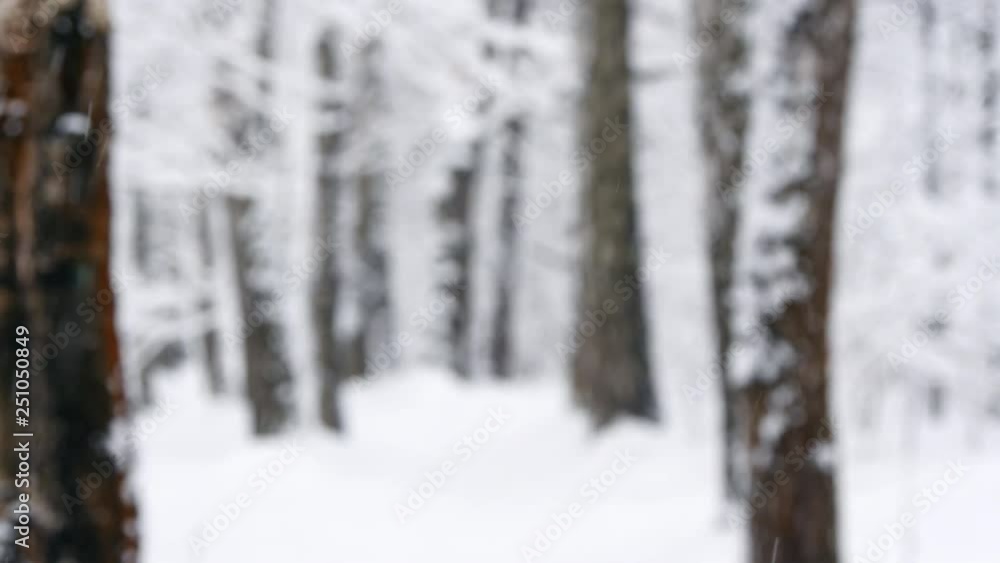 Snow Falls In The Winter Forest Snow Falls In The Winter Forest