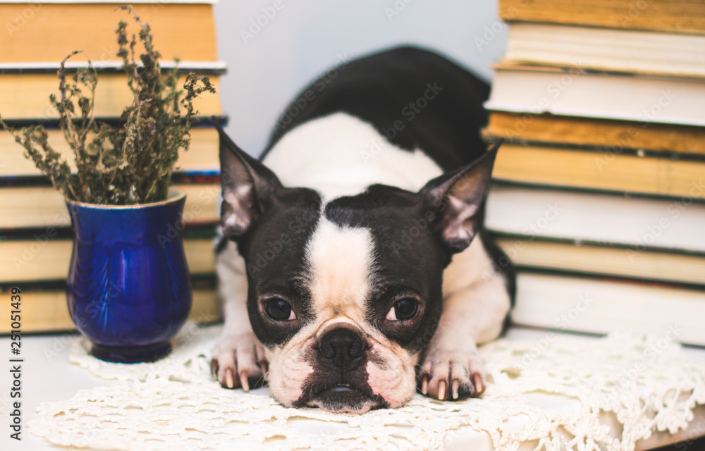 smart dog breed Boston Terrier between stacks of old and new books in the library