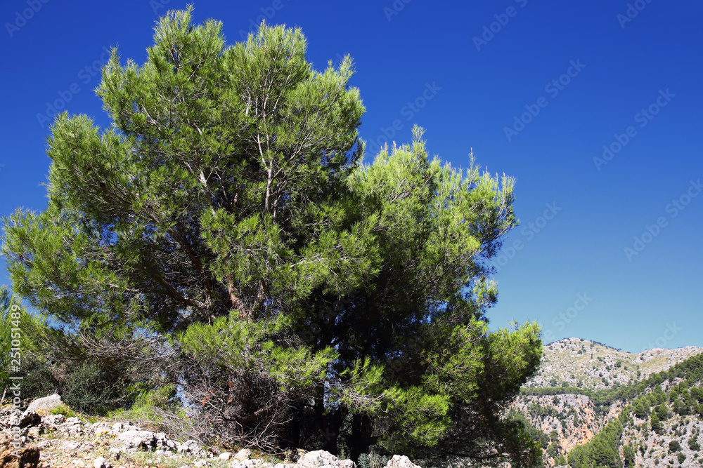 Freestanding tree in the Serra de Tramuntana on Mallorca
