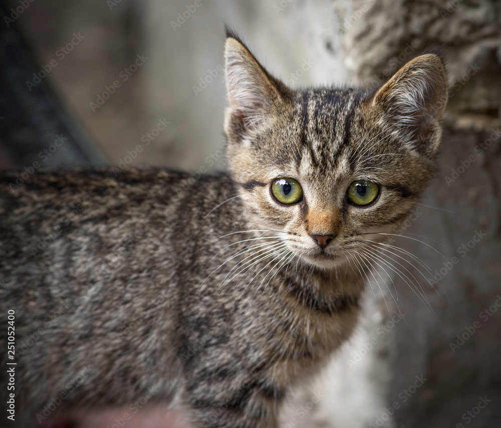 Tabby kitten looking at the camera. Selective focus. Tabby kitten looking at the camera. Selective focus.