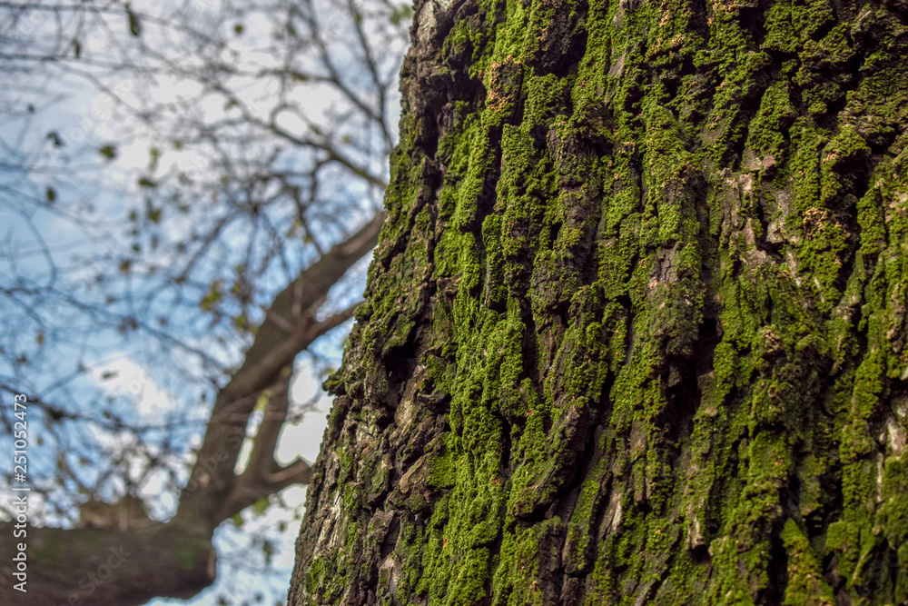 Obraz premium trees and branches