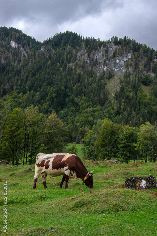 Brown and white cows on pasture, Verfenveng Austrian Alps, beautiful scenery